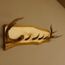 Geweih Garderobe mit 4 Spitzen Haken auf Holzbrett 2x...