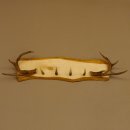 Geweih Garderobe mit 4 Spitzen Haken auf Holzbrett 2x Stangen Wandgarderobe Unikat 27.8.120