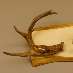 Geweih Garderobe mit 4 Spitzen Haken auf Holzbrett 2x Stangen Wandgarderobe Unikat 27.8.120