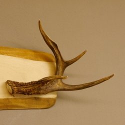 Geweih Garderobe mit 4 Spitzen Haken auf Holzbrett 2x Stangen Wandgarderobe Unikat 27.8.120