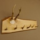 Geweih Garderobe mit 6 Spitzen Haken auf Holzbrett...