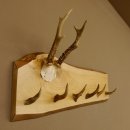 Geweih Garderobe mit 6 Spitzen Haken auf Holzbrett...