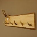 Geweih Garderobe mit 6 Spitzen Haken auf Holzbrett Rehgeweih Wandgarderobe Unikat 27.8.121