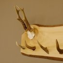 Geweih Garderobe mit 6 Spitzen Haken auf Holzbrett Rehgeweih Wandgarderobe Unikat 27.8.121