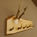 Geweih Garderobe mit 6 Spitzen Haken auf Holzbrett Rehgeweih Wandgarderobe Unikat 27.8.121
