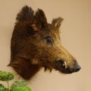 Wildschwein Europäischer Keiler Keilerkopf Höhe 59 cm Kopf Tierpräparat Präparat Trophäe 34.1.71