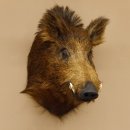 Wildschwein Europäischer Keiler Keilerkopf Höhe 59 cm Kopf Tierpräparat Präparat Trophäe 34.1.71