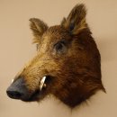 Wildschwein Europäischer Keiler Keilerkopf Höhe 59 cm Kopf Tierpräparat Präparat Trophäe 34.1.71