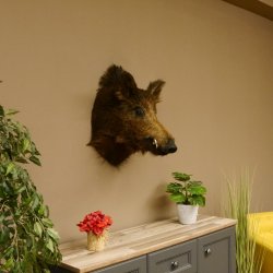 Wildschwein Europäischer Keiler Keilerkopf Höhe 59 cm Kopf Tierpräparat Präparat Trophäe 34.1.71