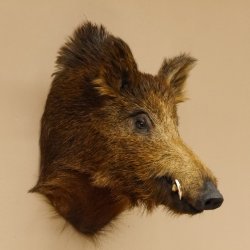Wildschwein Europäischer Keiler Keilerkopf Höhe 59 cm Kopf Tierpräparat Präparat Trophäe 34.1.71
