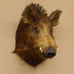 Wildschwein Europäischer Keiler Keilerkopf Höhe 59 cm Kopf Tierpräparat Präparat Trophäe 34.1.71