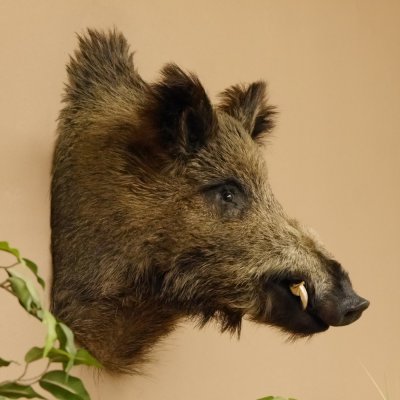 Wildschwein Europäischer Keiler Keilerkopf Höhe 58 cm Kopf Tierpräparat Präparat Trophäe 34.1.72