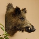 Wildschwein Europäischer Keiler Keilerkopf Höhe 58 cm Kopf Tierpräparat Präparat Trophäe 34.1.72