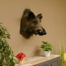 Wildschwein Europäischer Keiler Keilerkopf Höhe 58 cm Kopf Tierpräparat Präparat Trophäe 34.1.72