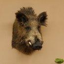 Wildschwein Europäischer Keiler Keilerkopf Höhe 58 cm Kopf Tierpräparat Präparat Trophäe 34.1.72