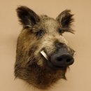 Wildschwein Europäischer Keiler Keilerkopf Höhe 58 cm Kopf Tierpräparat Präparat Trophäe 34.1.72