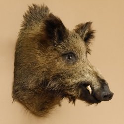 Wildschwein Europäischer Keiler Keilerkopf Höhe 58 cm Kopf Tierpräparat Präparat Trophäe 34.1.72