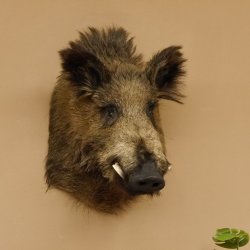 Wildschwein Europäischer Keiler Keilerkopf Höhe 58 cm Kopf Tierpräparat Präparat Trophäe 34.1.72