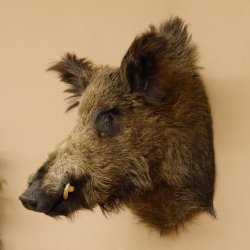 Wildschwein Europäischer Keiler Keilerkopf Höhe 58 cm Kopf Tierpräparat Präparat Trophäe 34.1.72