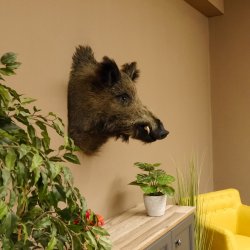 Wildschwein Europäischer Keiler Keilerkopf Höhe 58 cm Kopf Tierpräparat Präparat Trophäe 34.1.72