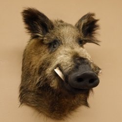 Wildschwein Europäischer Keiler Keilerkopf Höhe 58 cm Kopf Tierpräparat Präparat Trophäe 34.1.72