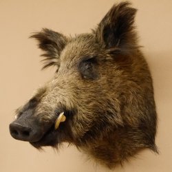 Wildschwein Europäischer Keiler Keilerkopf Höhe 58 cm Kopf Tierpräparat Präparat Trophäe 34.1.72