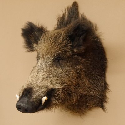Wildschwein Europäischer Keiler Keilerkopf Höhe 60 cm Kopf Tierpräparat Präparat Trophäe 34.1.75