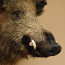 Wildschwein Europäischer Keiler Keilerkopf Höhe 60 cm Kopf Tierpräparat Präparat Trophäe 34.1.75