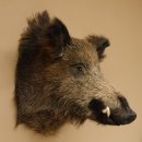Wildschwein Europäischer Keiler Keilerkopf Höhe 60 cm Kopf Tierpräparat Präparat Trophäe 34.1.75