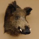 Wildschwein Europäischer Keiler Keilerkopf Höhe 60 cm Kopf Tierpräparat Präparat Trophäe 34.1.75