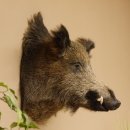 Wildschwein Europäischer Keiler Keilerkopf Höhe 60 cm Kopf Tierpräparat Präparat Trophäe 34.1.75