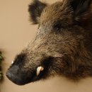 Wildschwein Europäischer Keiler Keilerkopf Höhe 60 cm Kopf Tierpräparat Präparat Trophäe 34.1.75