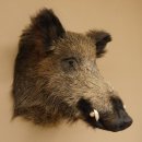 Wildschwein Europäischer Keiler Keilerkopf Höhe 60 cm Kopf Tierpräparat Präparat Trophäe 34.1.75