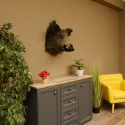 Wildschwein Europäischer Keiler Keilerkopf Höhe 60 cm Kopf Tierpräparat Präparat Trophäe 34.1.75