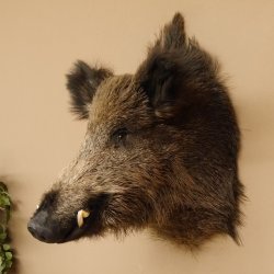 Wildschwein Europäischer Keiler Keilerkopf Höhe 60 cm Kopf Tierpräparat Präparat Trophäe 34.1.75