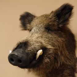 Wildschwein Europäischer Keiler Keilerkopf Höhe 60 cm Kopf Tierpräparat Präparat Trophäe 34.1.75