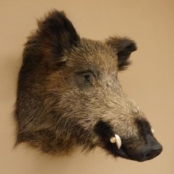 Wildschwein Europäischer Keiler Keilerkopf Höhe 60 cm Kopf Tierpräparat Präparat Trophäe 34.1.75