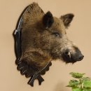 Wildschwein Europäischer Keiler Keilerkopf Höhe 72 cm Kopf Tierpräparat Präparat Trophäe Schild 34.1.73