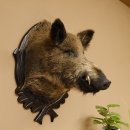 Wildschwein Europäischer Keiler Keilerkopf Höhe 72 cm Kopf Tierpräparat Präparat Trophäe Schild 34.1.73