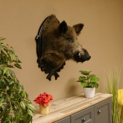Wildschwein Europäischer Keiler Keilerkopf Höhe 72 cm Kopf Tierpräparat Präparat Trophäe Schild 34.1.73