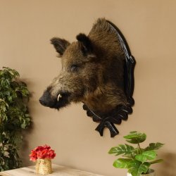 Wildschwein Europäischer Keiler Keilerkopf Höhe 72 cm Kopf Tierpräparat Präparat Trophäe Schild 34.1.73