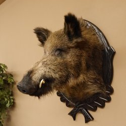 Wildschwein Europäischer Keiler Keilerkopf Höhe 72 cm Kopf Tierpräparat Präparat Trophäe Schild 34.1.73