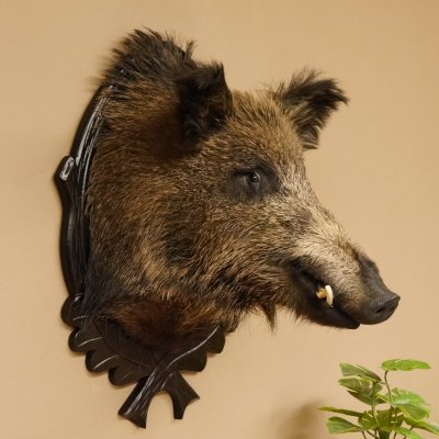 Wildschwein Europäisches Keiler Keilerkopf Höhe 72 cm Kopf Tierpräparat Präparat Trophäe Schild 34.1.74