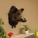 Wildschwein Europäisches Keiler Keilerkopf Höhe 72 cm Kopf Tierpräparat Präparat Trophäe Schild 34.1.74