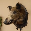 Wildschwein Europäisches Keiler Keilerkopf Höhe 72 cm Kopf Tierpräparat Präparat Trophäe Schild 34.1.74