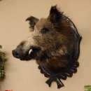 Wildschwein Europäisches Keiler Keilerkopf Höhe 72 cm Kopf Tierpräparat Präparat Trophäe Schild 34.1.74