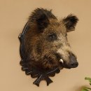 Wildschwein Europäisches Keiler Keilerkopf Höhe 72 cm Kopf Tierpräparat Präparat Trophäe Schild 34.1.74