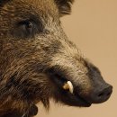 Wildschwein Europäisches Keiler Keilerkopf Höhe 72 cm Kopf Tierpräparat Präparat Trophäe Schild 34.1.74