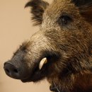 Wildschwein Europäisches Keiler Keilerkopf Höhe 72 cm Kopf Tierpräparat Präparat Trophäe Schild 34.1.74