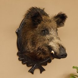 Wildschwein Europäisches Keiler Keilerkopf Höhe 72 cm Kopf Tierpräparat Präparat Trophäe Schild 34.1.74